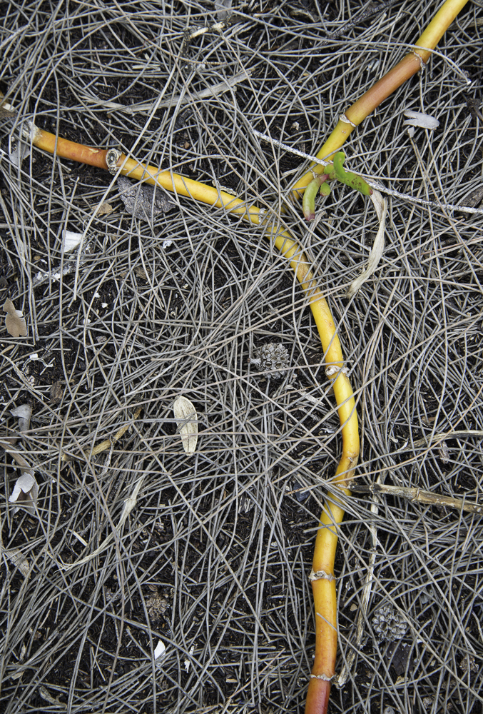 03312013-South Lido Park-52