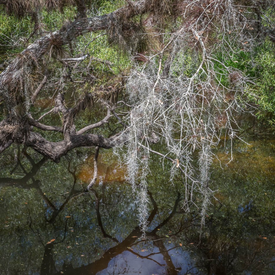 04072013-Old Myakka-117-2