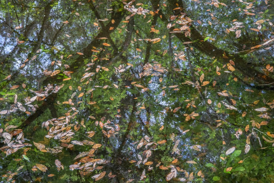 04072013-Old Myakka-131-2