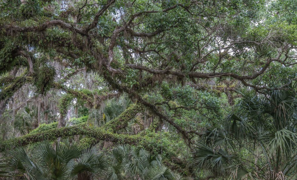 04072013-Old Myakka-147-2