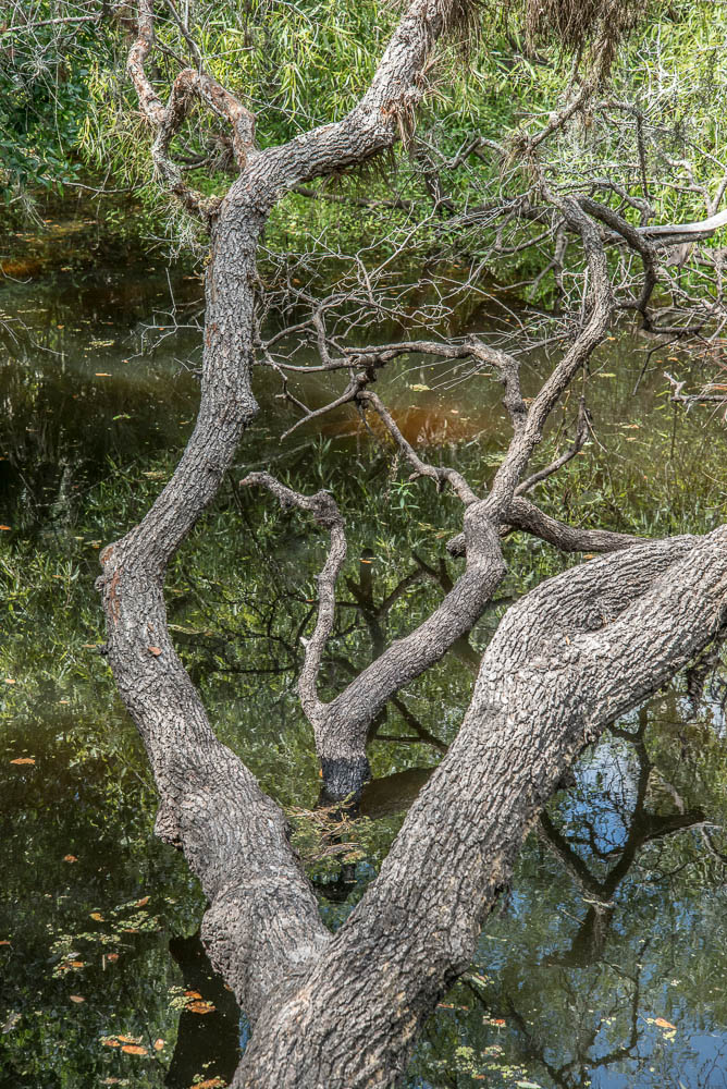 04072013-Old Myakka-156-4