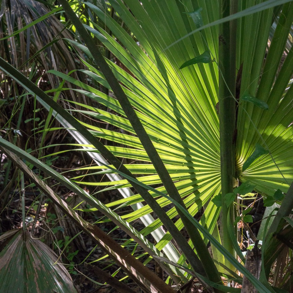 05042014 Jelks Preserve-108-Edit-2