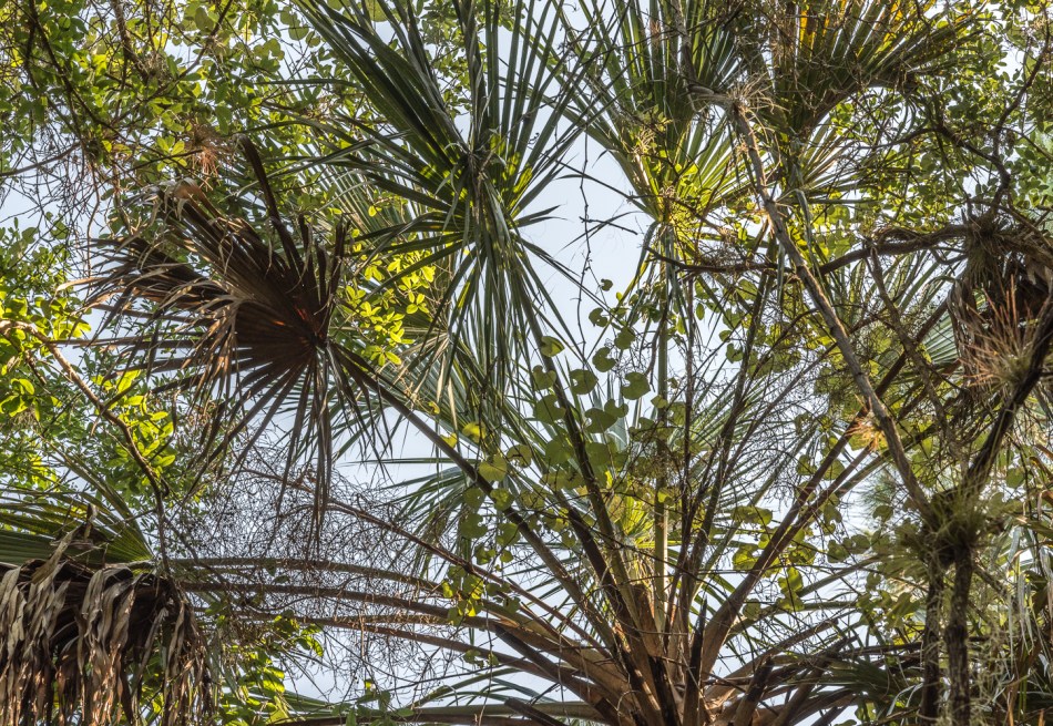 05042014 Jelks Preserve-32