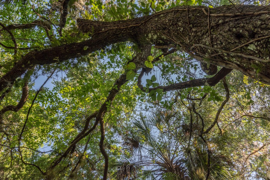 05042014 Jelks Preserve-34-3