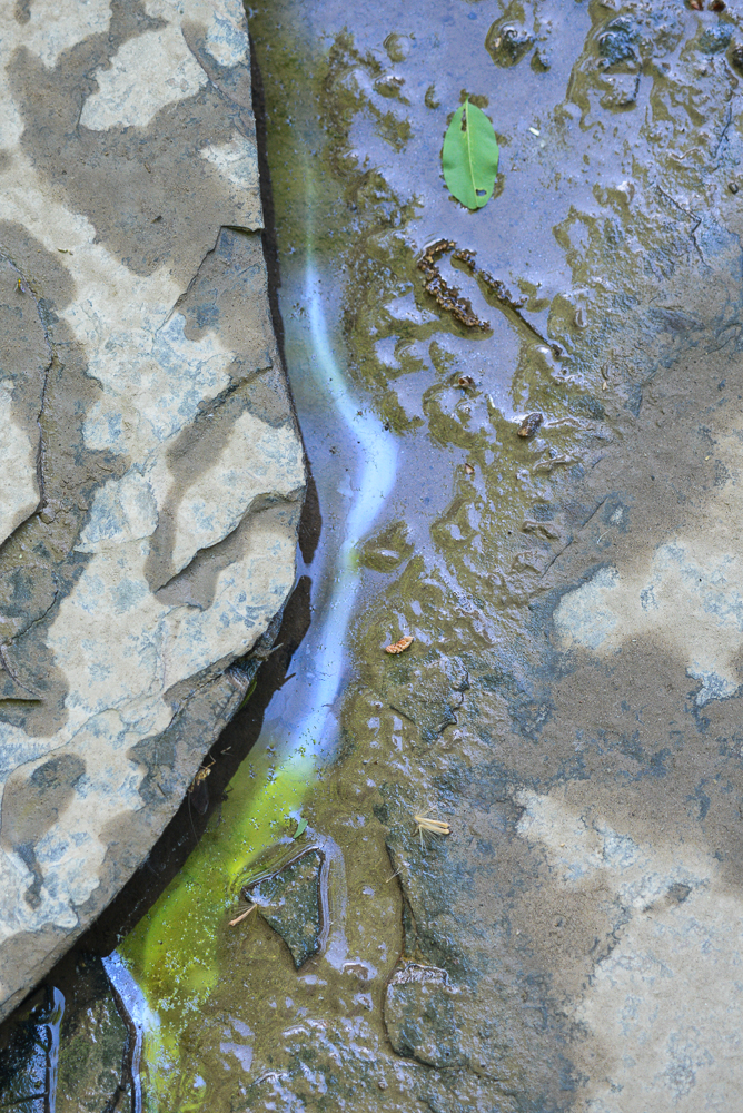 06142014 Schoepfle Garden-124