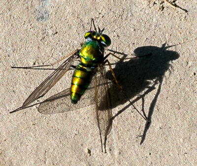 06142014 Schoepfle Garden-44-4