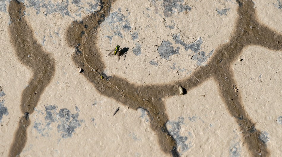 06142014 Schoepfle Garden-44-6