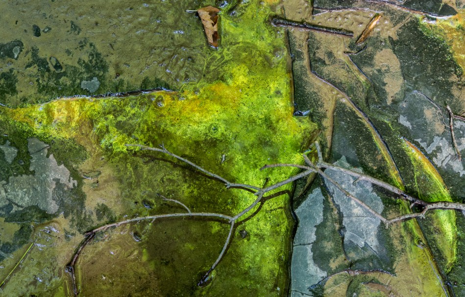 07052014 Schoepfle Garden-196