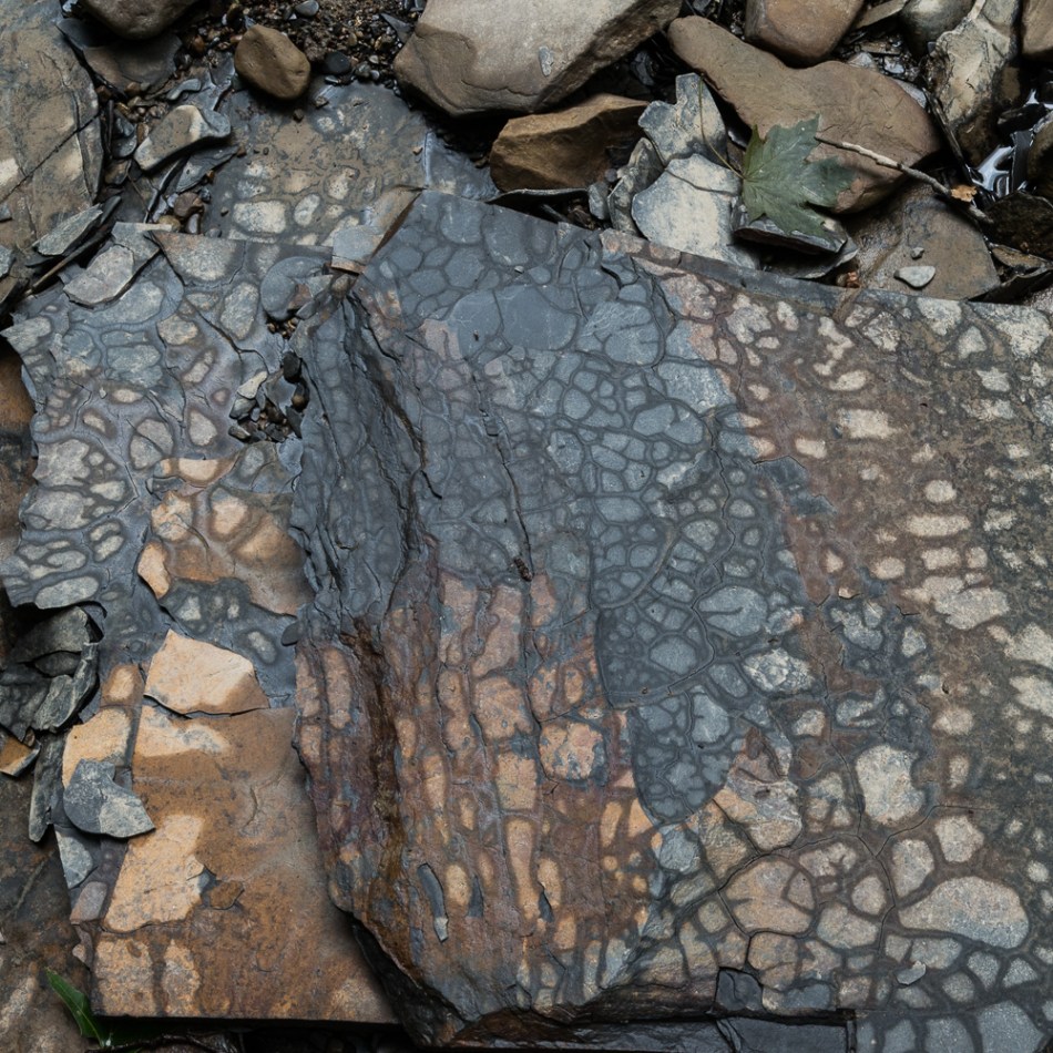 07202014 Schoepfle Garden-53