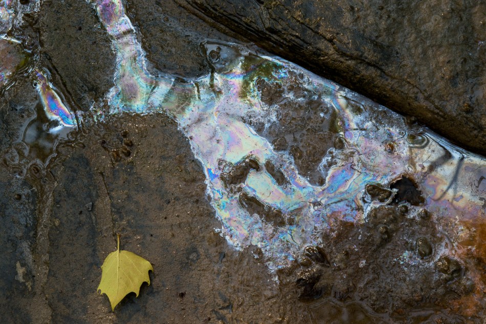 08102014 Schoepfle Garden-90