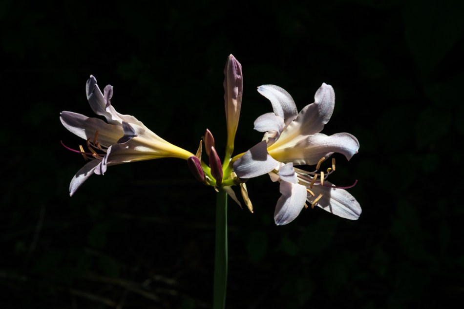 08162014 Schoepfle Garden-154-2