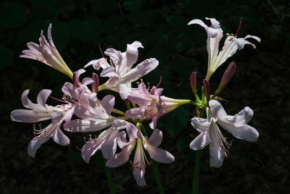 08162014 Schoepfle Garden-38-Edit-2