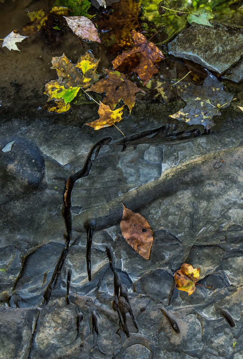 09272014 Schoepfle Garden-124