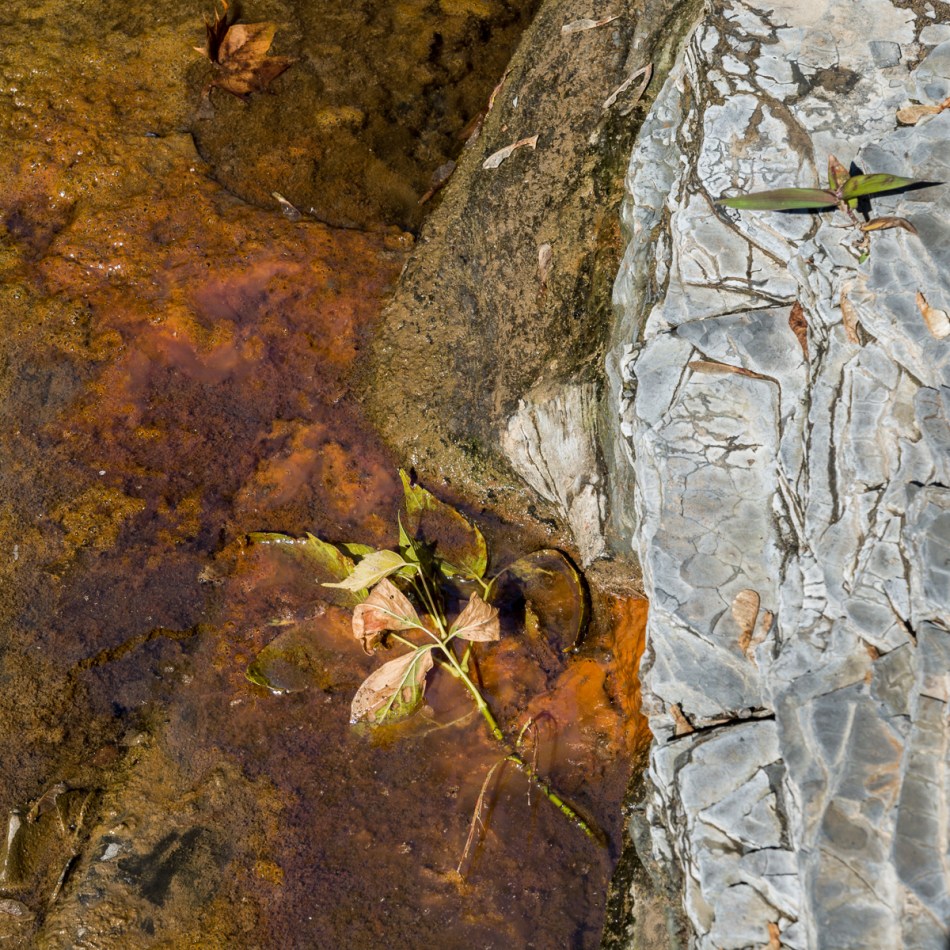 09272014 Schoepfle Garden-257