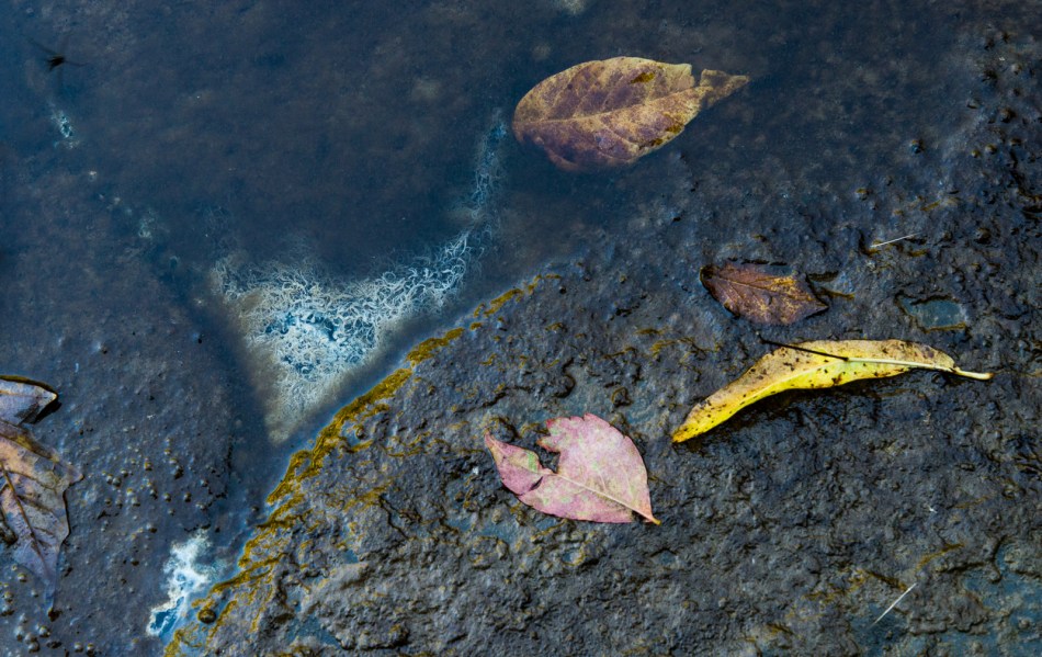 09272014 Schoepfle Garden-88