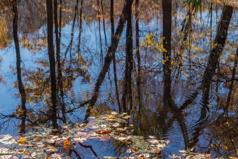 10262014 Schoepfle Garden-6