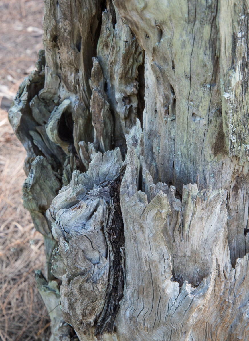 11212014 South Lido Park-28