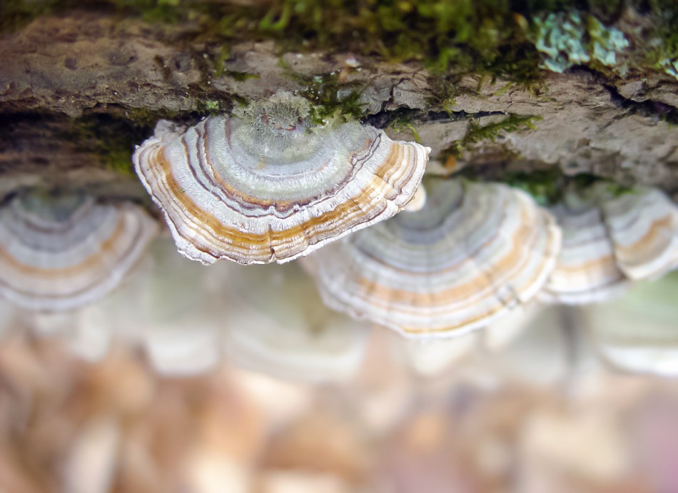 sisterspark.12042001-02