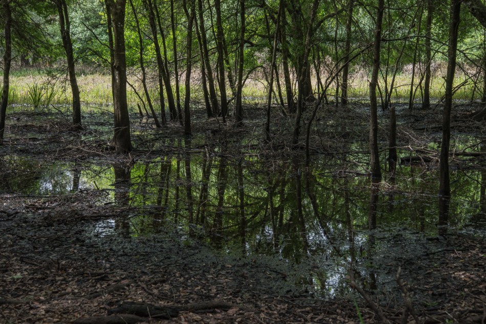 02232015 Myakka River State Park-63