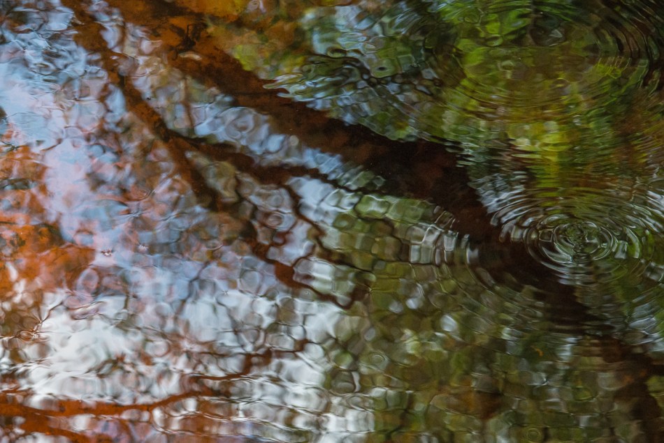 02232015 Myakka River State Park-79