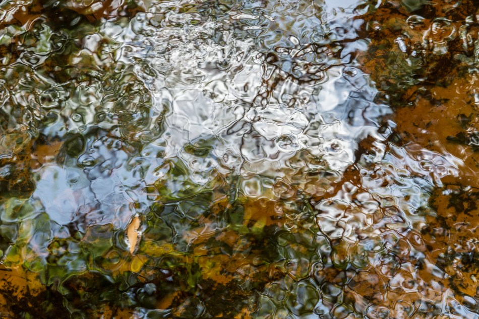 02232015 Myakka River State Park-86