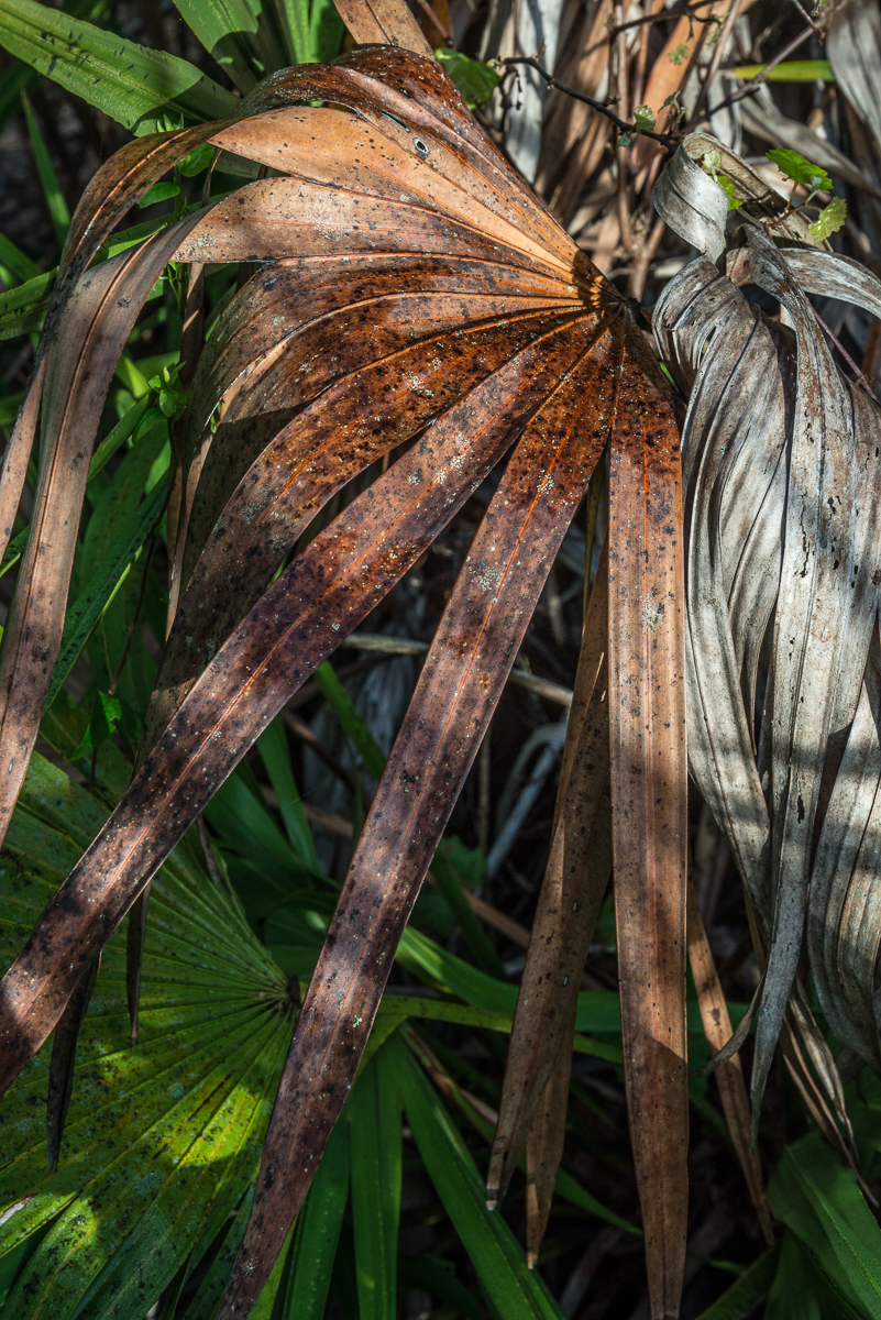 04122015 Jelks Preserve-41