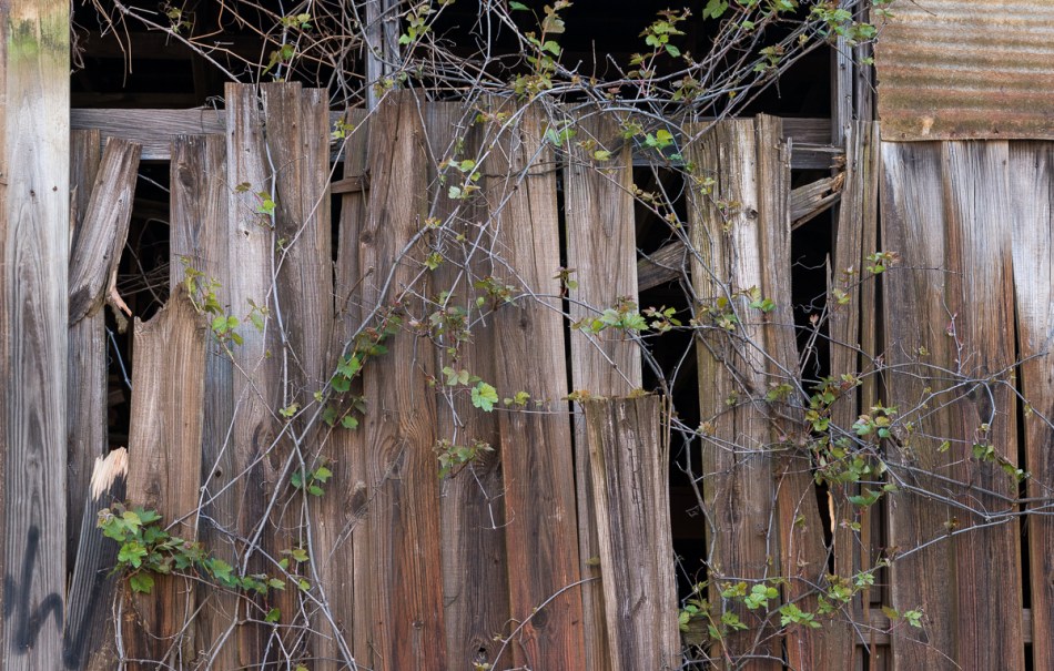 2015 North Carolina—Asheville-45