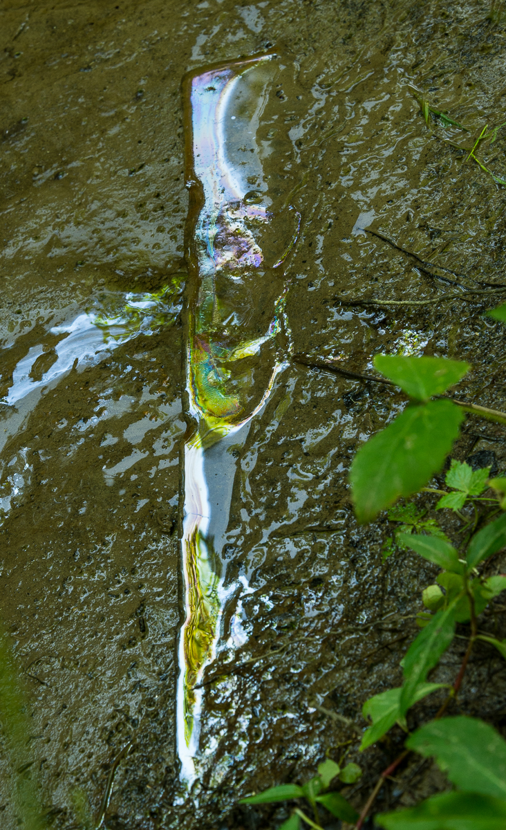 07032015 Schoepfle Garden-56