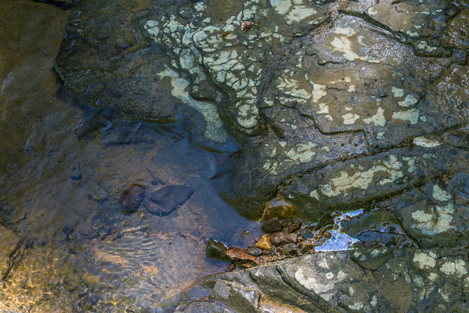 07312015 Schoepfle Garden-77