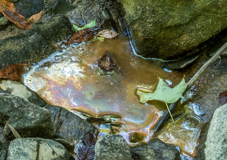 07312015 Schoepfle Garden-79-2