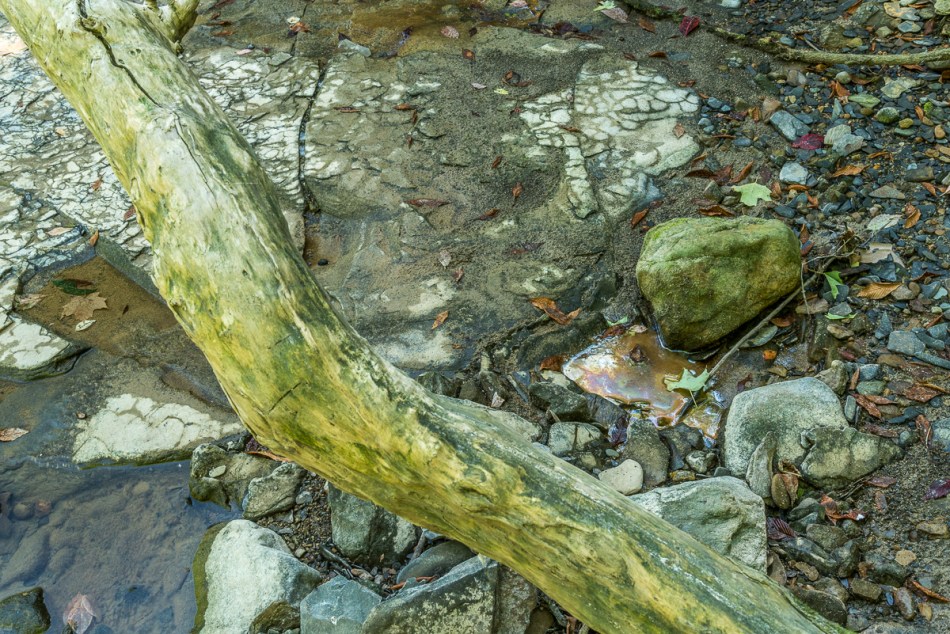 07312015 Schoepfle Garden-79