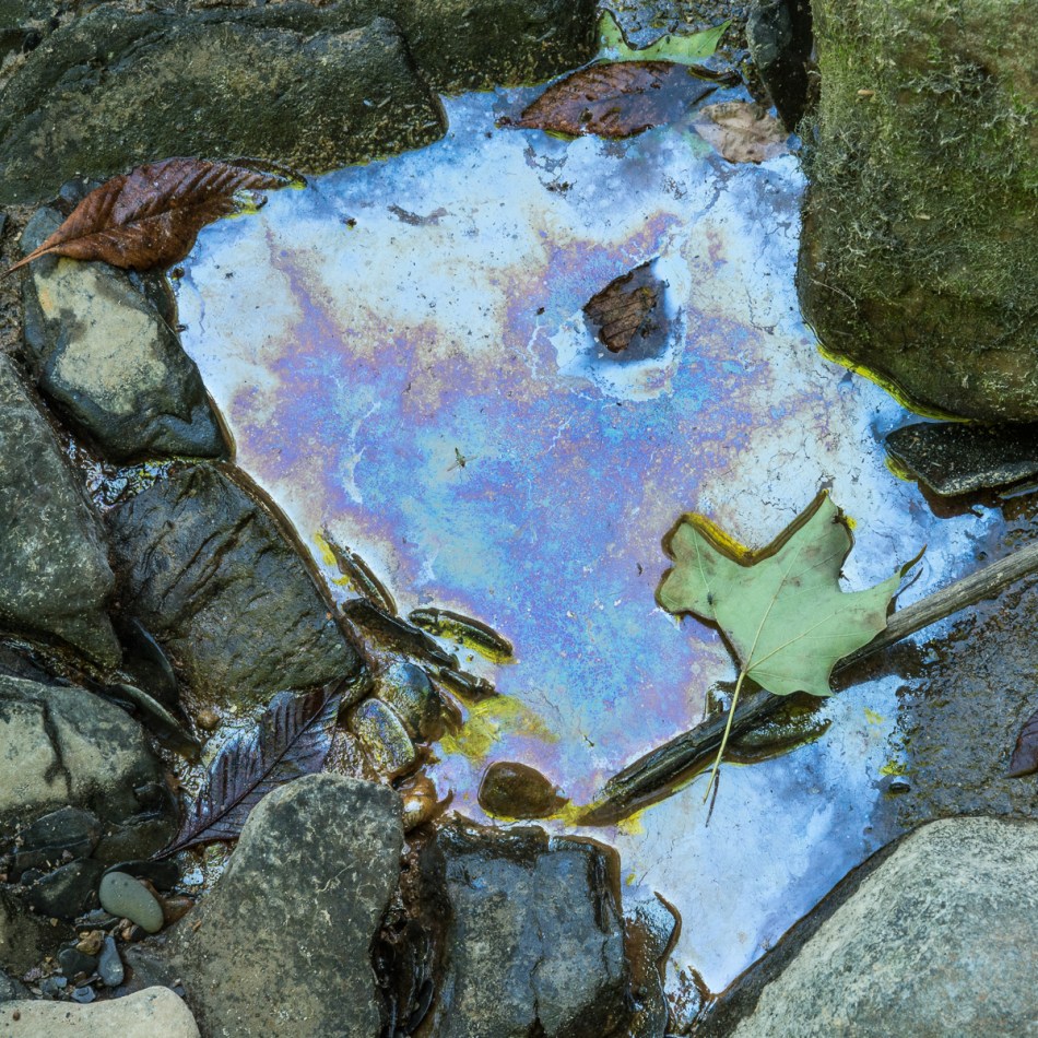 07312015 Schoepfle Garden-82