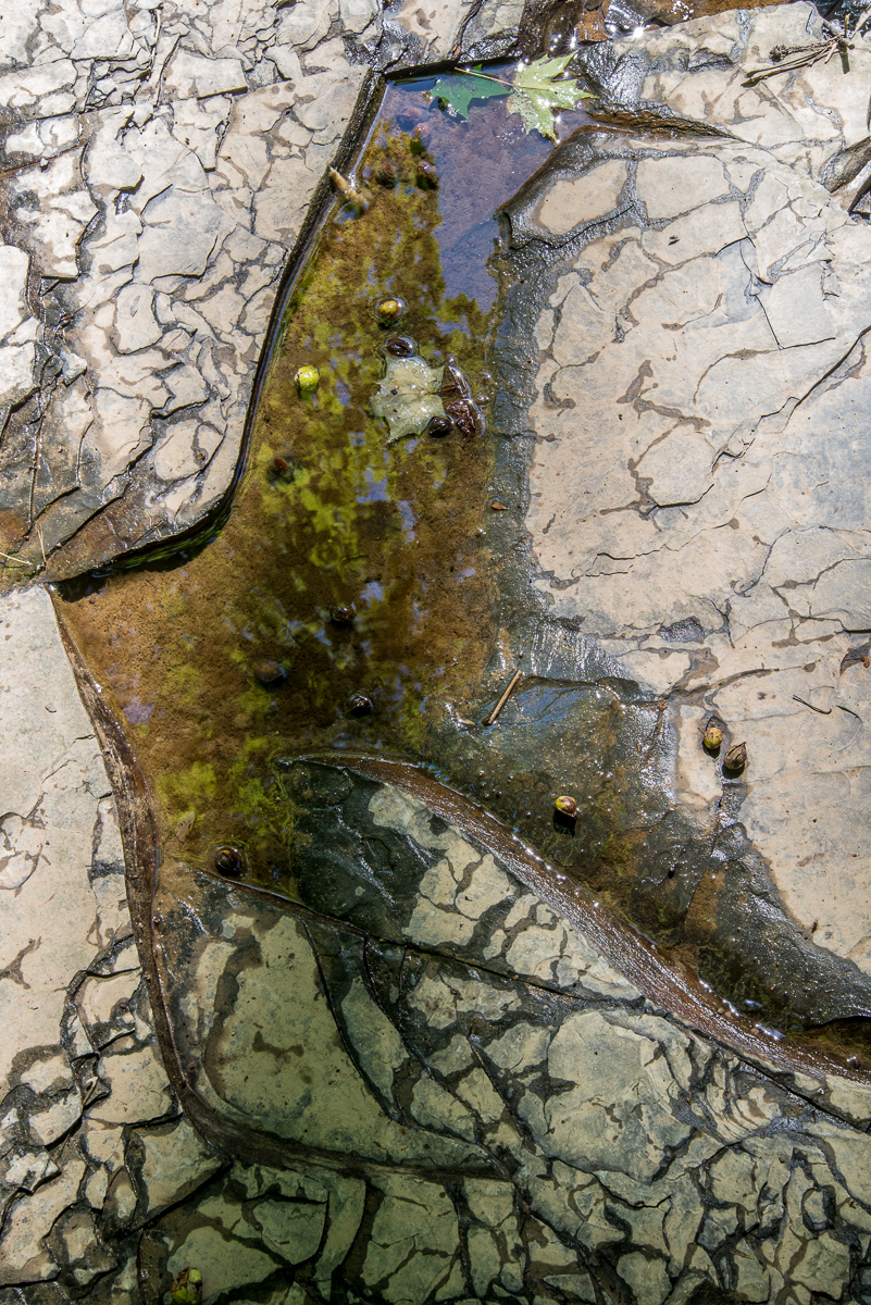 07312015 Schoepfle Garden-196-Edit