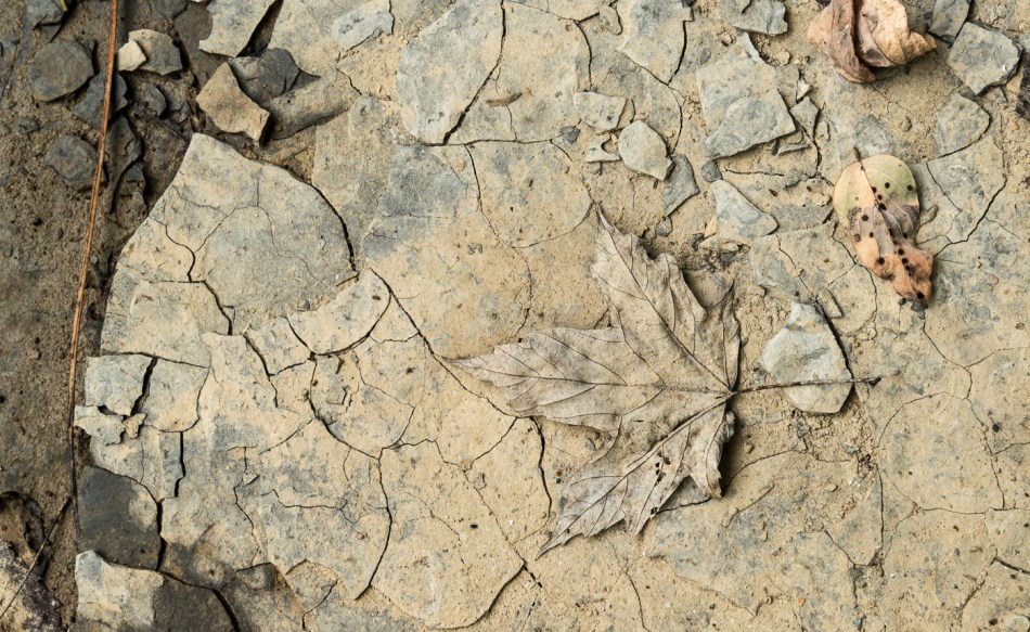 09182015 Schoepfle Garden-102