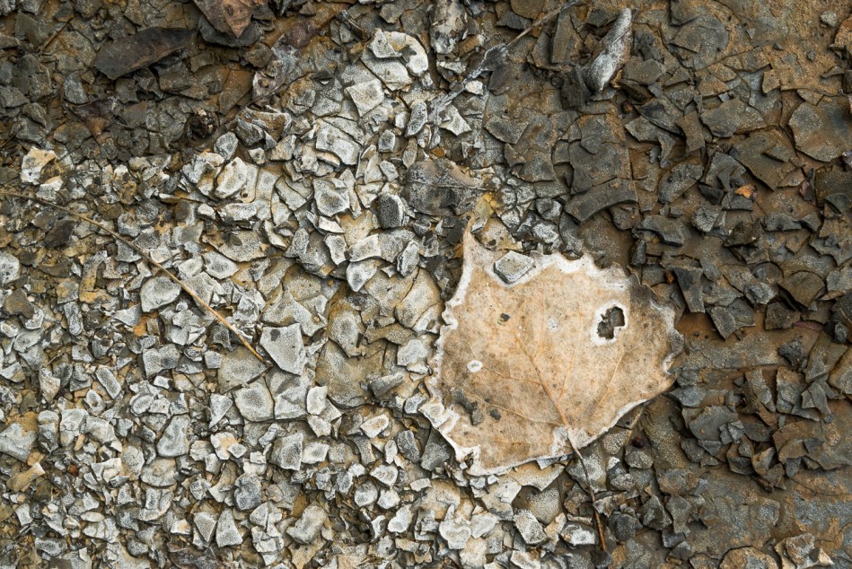 09182015 Schoepfle Garden-124