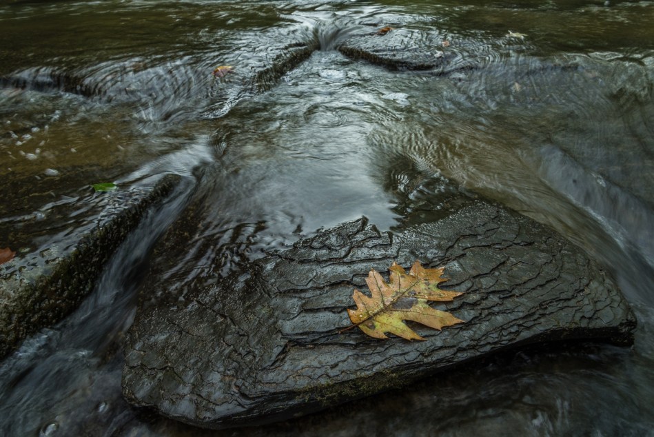 09182015 Schoepfle Garden-20