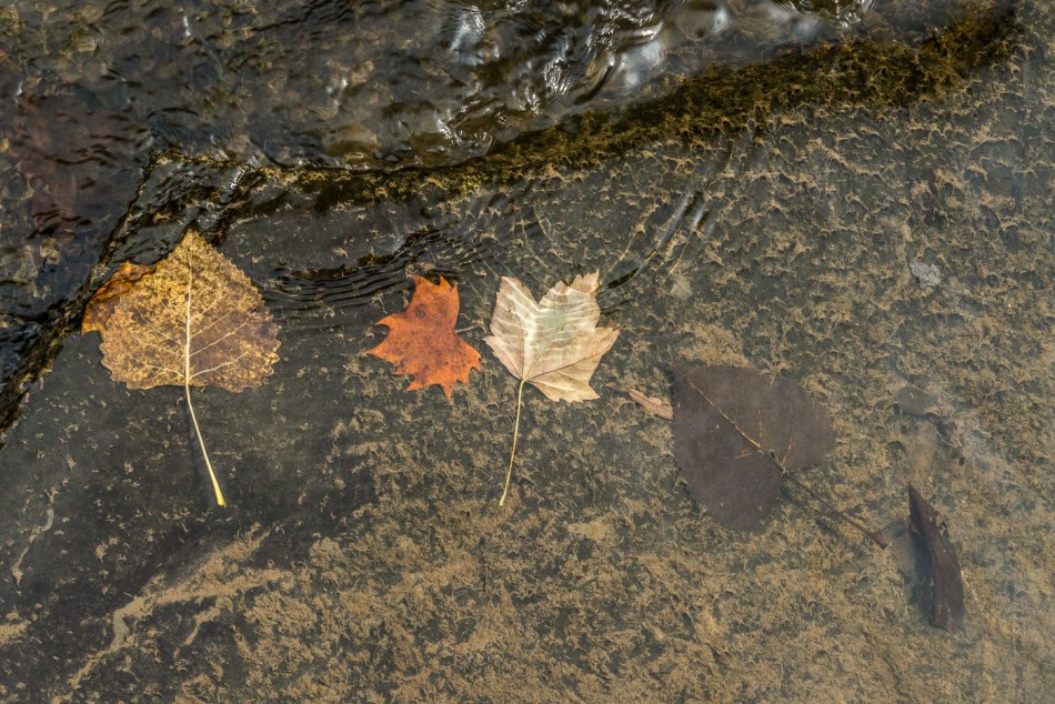 09182015 Schoepfle Garden-232