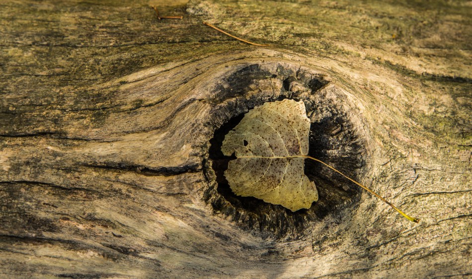 10112015 Schoepfle Garden-260