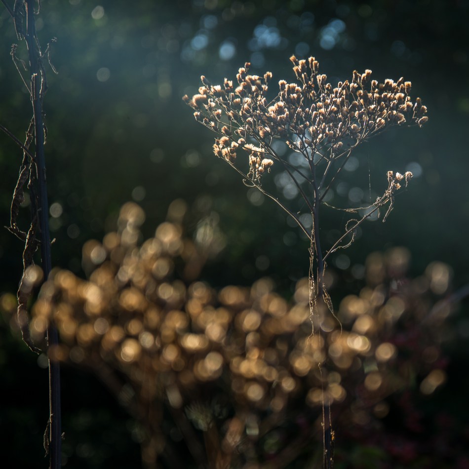 10112015 Schoepfle Garden-44-2