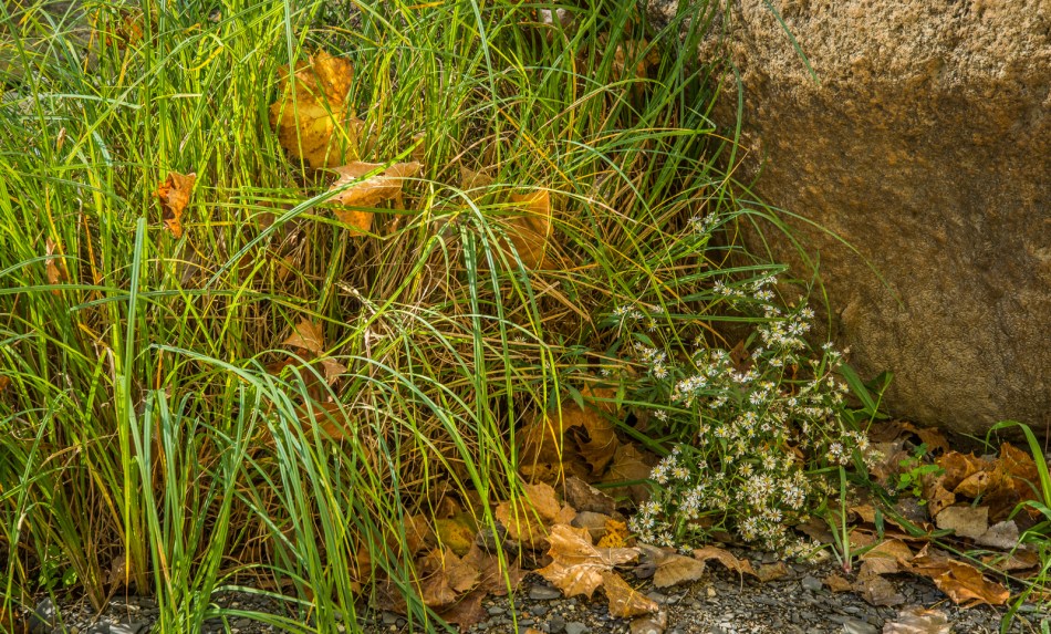 10112015 Schoepfle Garden-485