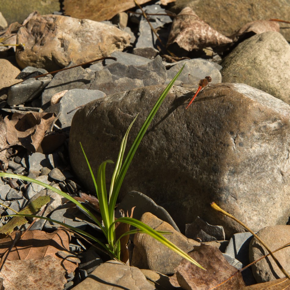 10112015 Schoepfle Garden-499