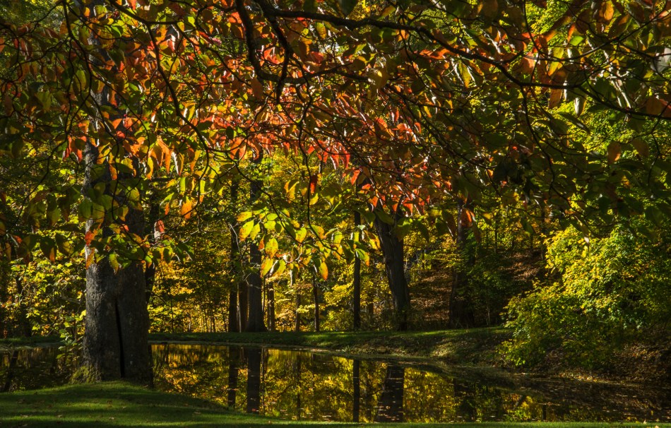 10112015 Schoepfle Garden-66