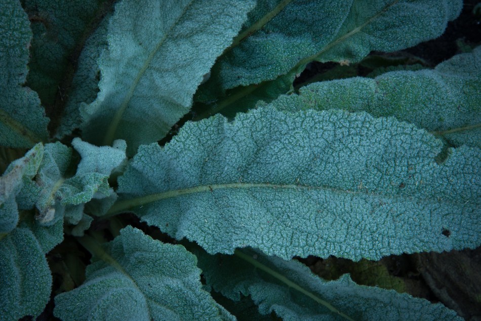 10112015 Schoepfle Garden-7