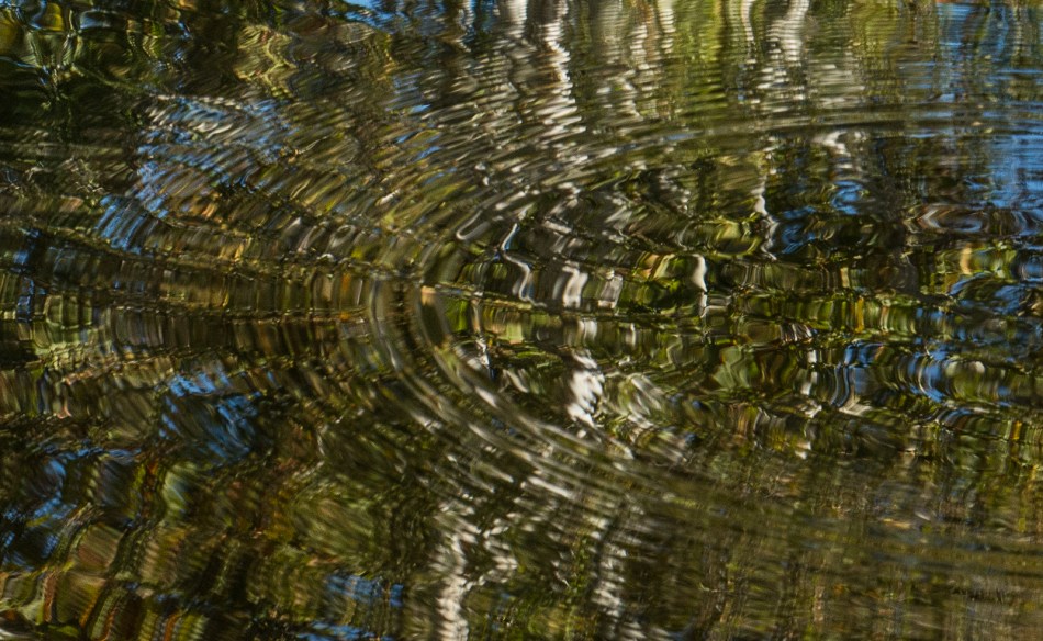 10112015 Schoepfle Garden-96-2