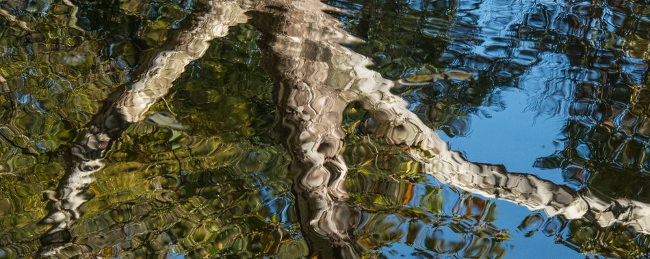 10112015 Schoepfle Garden-96-4