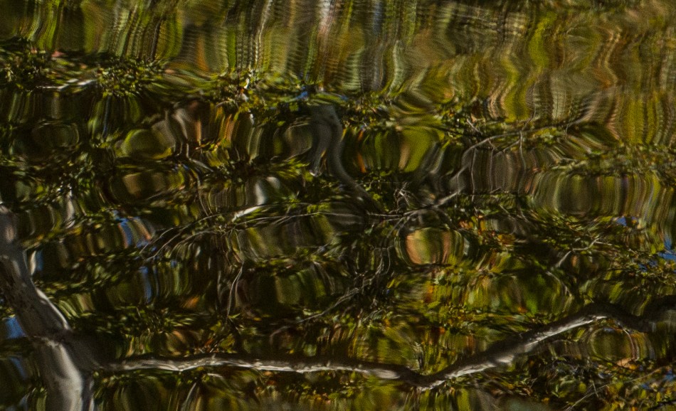 10112015 Schoepfle Garden-96-5