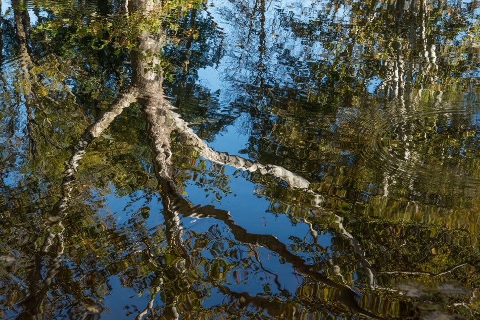 10112015 Schoepfle Garden-96