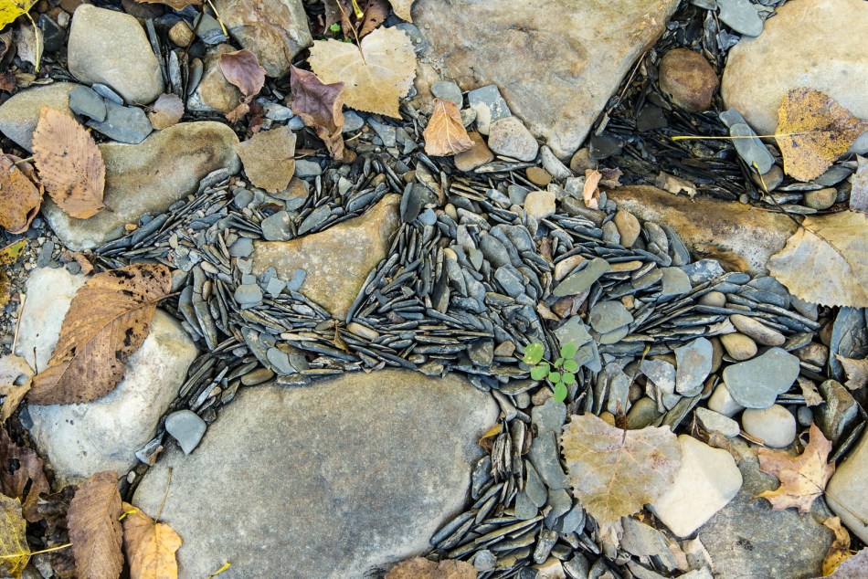 10112015 Schoepfle Garden-429