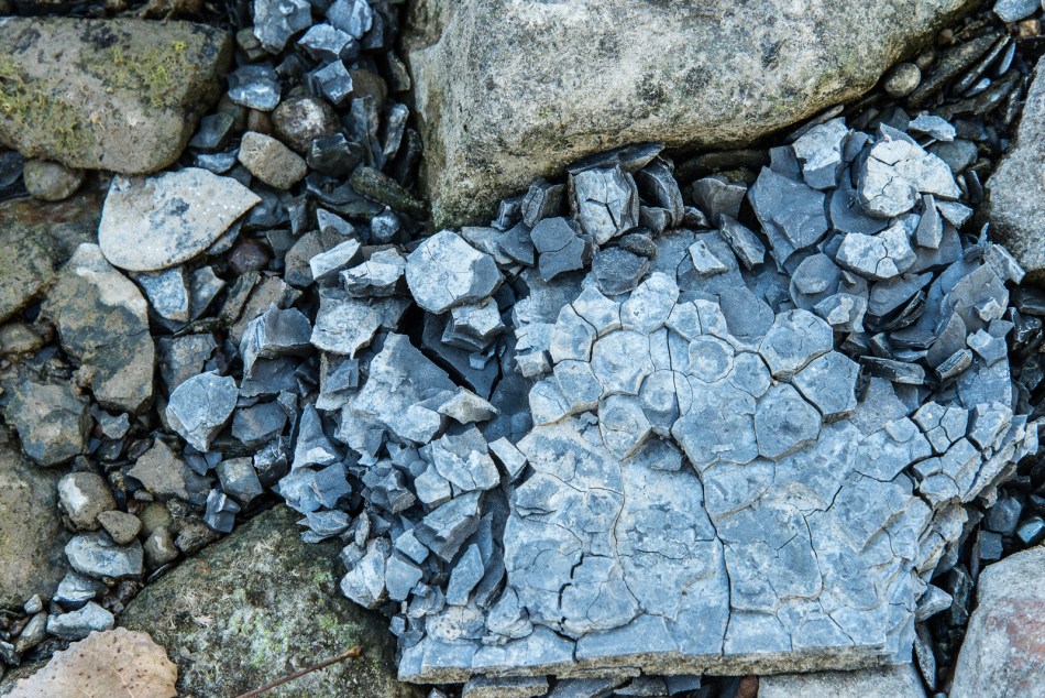 10112015 Schoepfle Garden-434