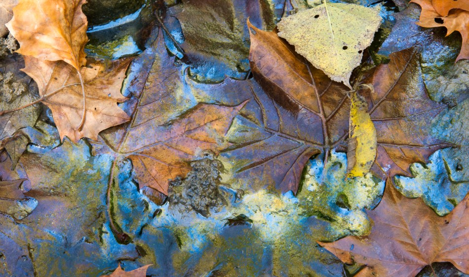 10112015 Schoepfle Garden-482